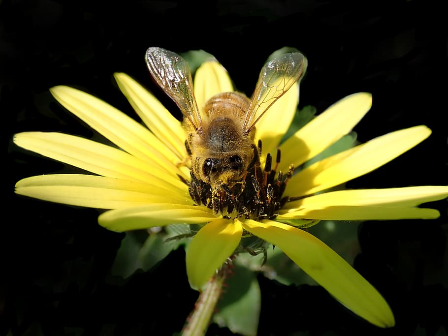 abeja, insecto, polen, hierba de cabo, amarillo, margarita, primavera, jardín, naturaleza, Flor