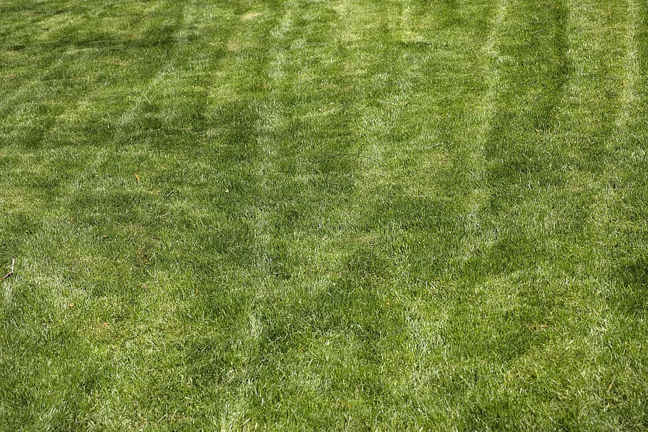 緑の芝生フィールド 草 テリー テクスチャ 詳細ショット 緑 マクロ 植物 庭 自然 Pxfuel