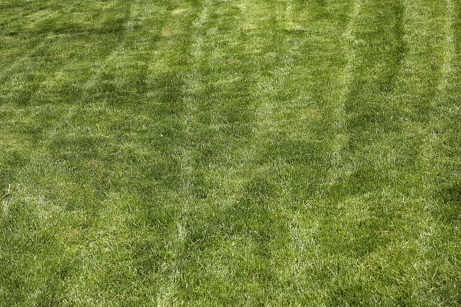 green grass field, grass, terry, texture, detail shots, green, macro, plant, garden, nature