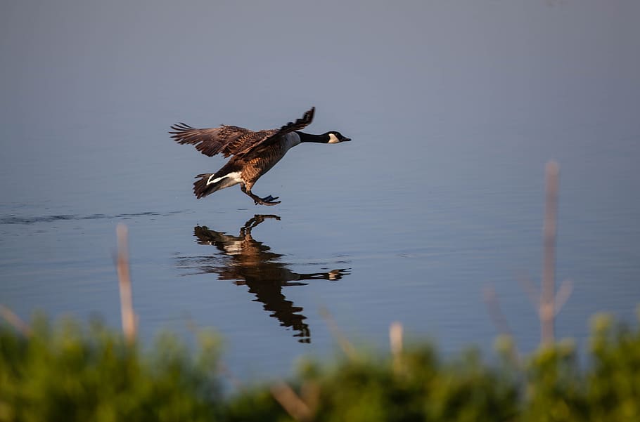 canada goose landing on lake, lake, goose, flying, bird, water, poultry, plumage, feather, gander