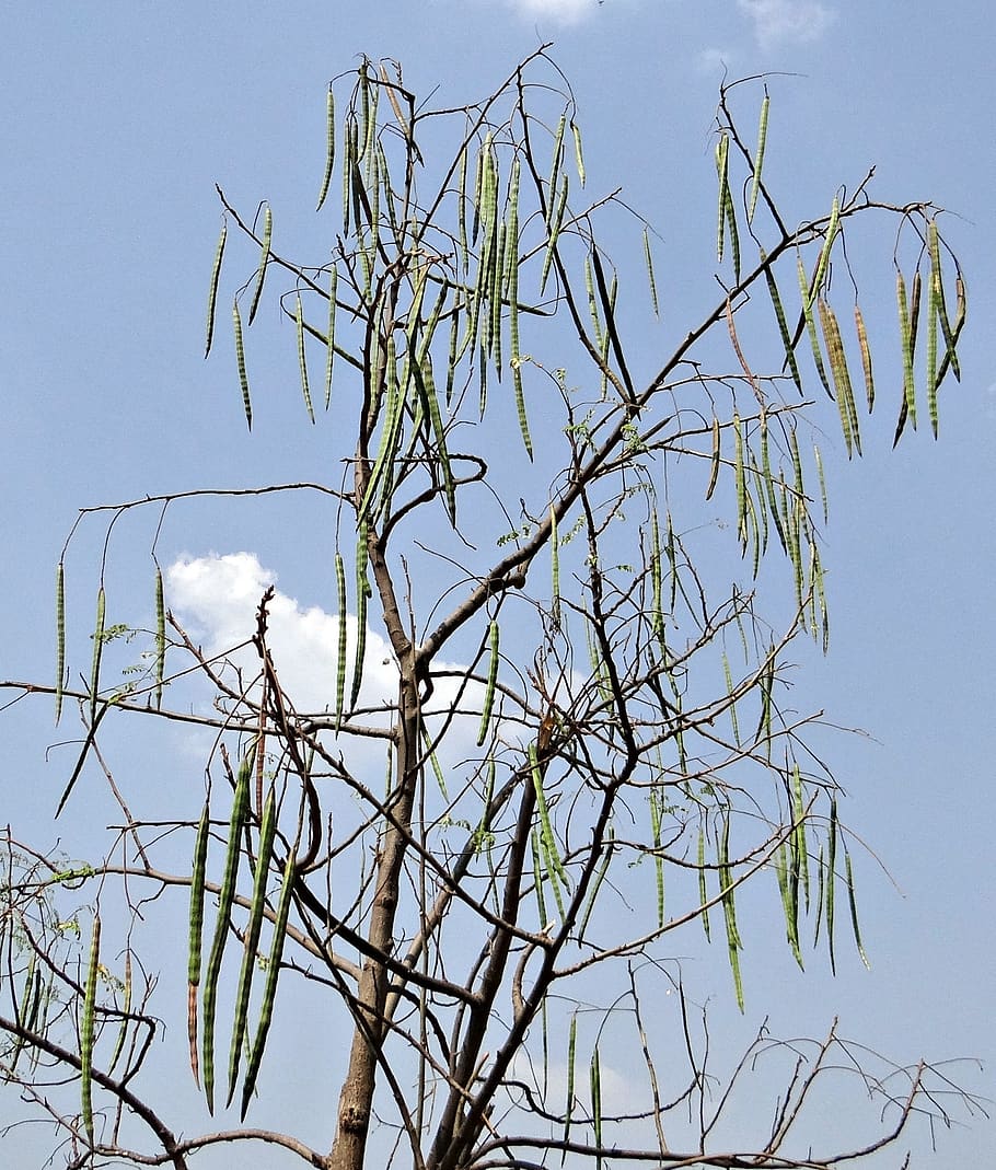 moringa oleifera, drumstick tree, drumstick, vegetable, tree, india, plant, sky, branch, low angle view