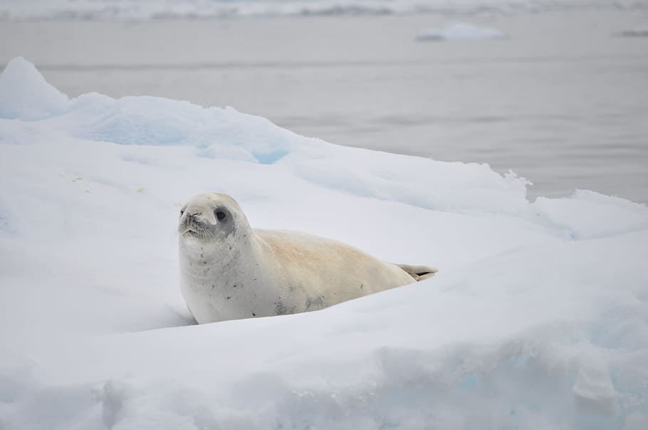 white, sea lion, snow field, seal, antarctica, ice, berg, ocean, iceberg, cold