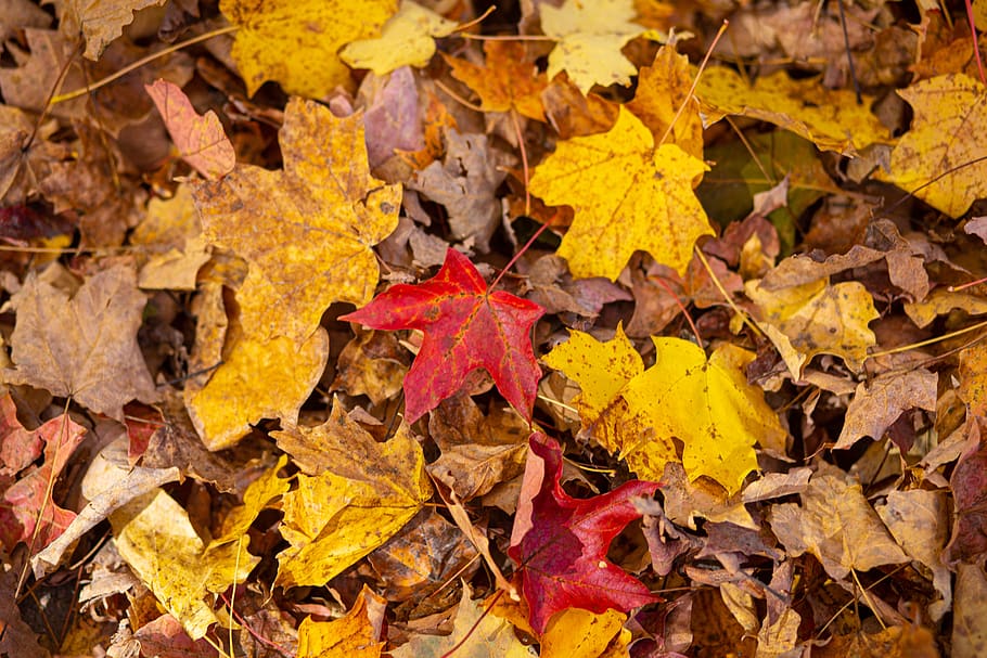 follaje, hojas, rojo, otoño, naturaleza, hoja, colorido, patrón, textura, naranja