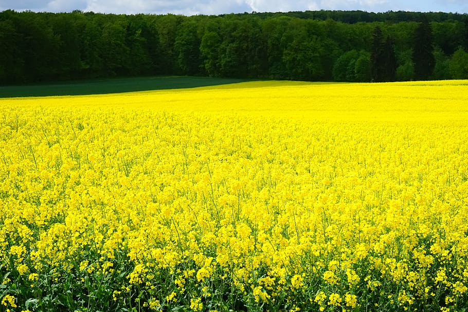 oilseed rape, field of rapeseeds, blütenmeer, yellow, flowers, plant, nature, landscape, summer, rape blossom