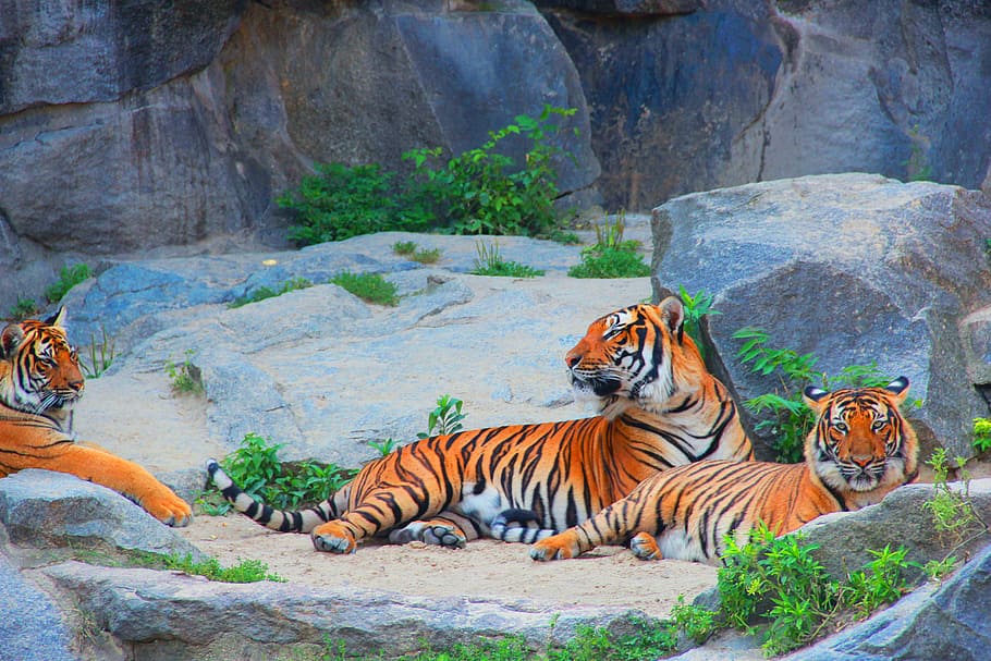 тигр, пары, кошка, опасно, животное, mieze, животный мир, ориентир angerpark, животные темы, Млекопитающее