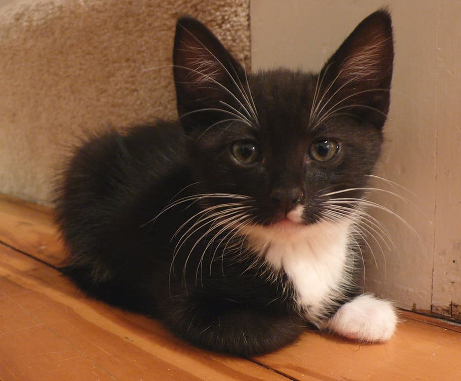 untitled, kitten, cute, feline, kitty, domestic, tuxedo, black and white, fur, small