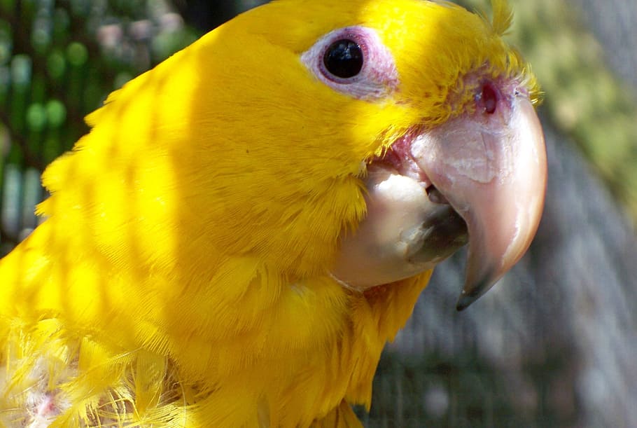 コンゴウインコ 珍しい 鳥 チリ 黄色 くちばし 目 顔 羽 クローズアップ Pxfuel