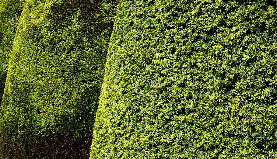 hedge, topiary, yew, leaves, foliage, texture, green, shade, round, form