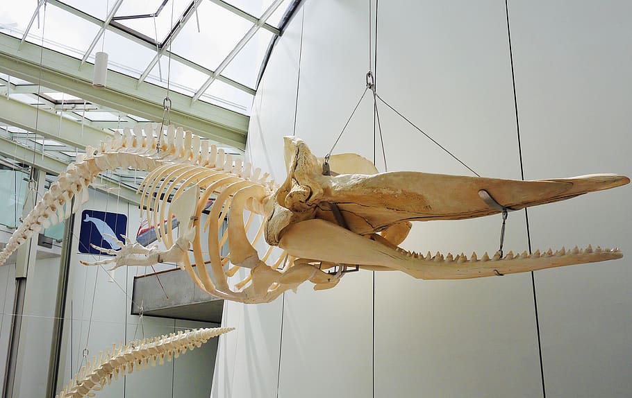 whale skeleton, hanging, exhibition, ozeaneum, stralsund, wal, mammal, huge, orthodontist, skeleton
