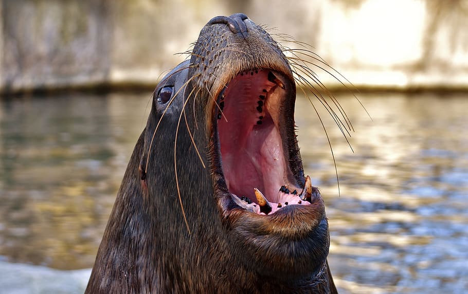 brown sea lion, seal, sea lion, swim, water, robbe, meeresbewohner, animal, nature, mammal