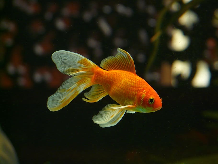 gold, white, fish, orange, gold fish, veiltail, goldfish, swim, aquarium, freshwater fish
