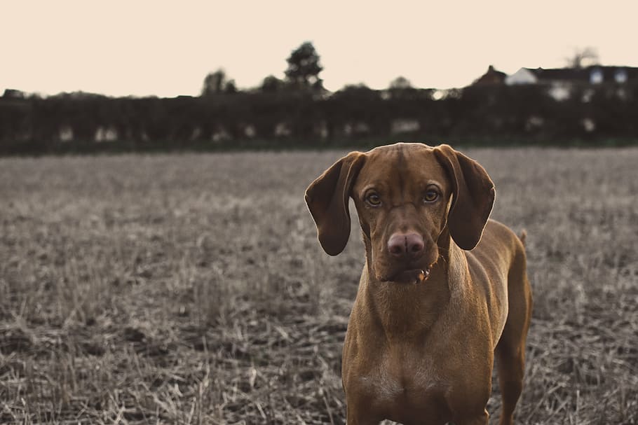 adult, brown, vizsla, outdoor, selective, dog, animals, dogs, domesticated, pets