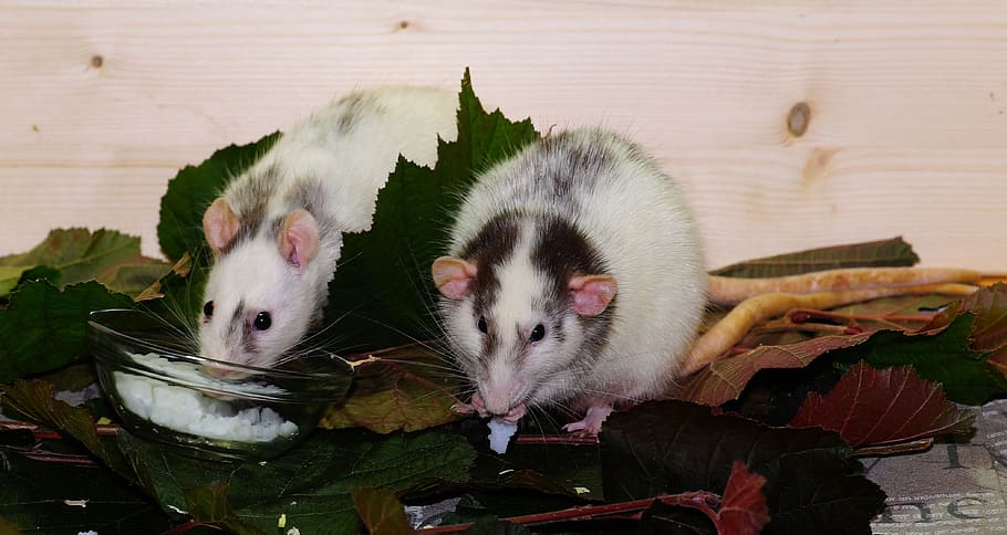 two, opossum, eating, together, rat, color rats, rodents, animals of lovers of, mammals, heads