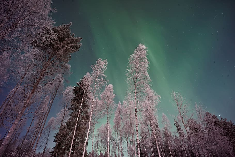 aurora, sky, clouds, trees, plant, nature, forest, beauty in nature, tree, tranquility