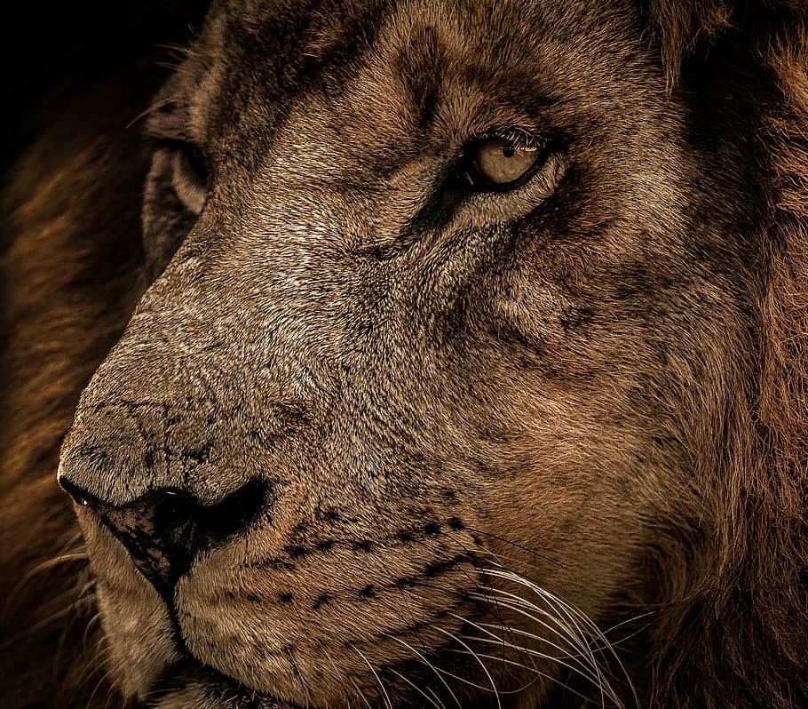Foto de primer plano del león, mamífero, vida silvestre, gato, carnívoro, animal, león, cazador, cabeza, cara