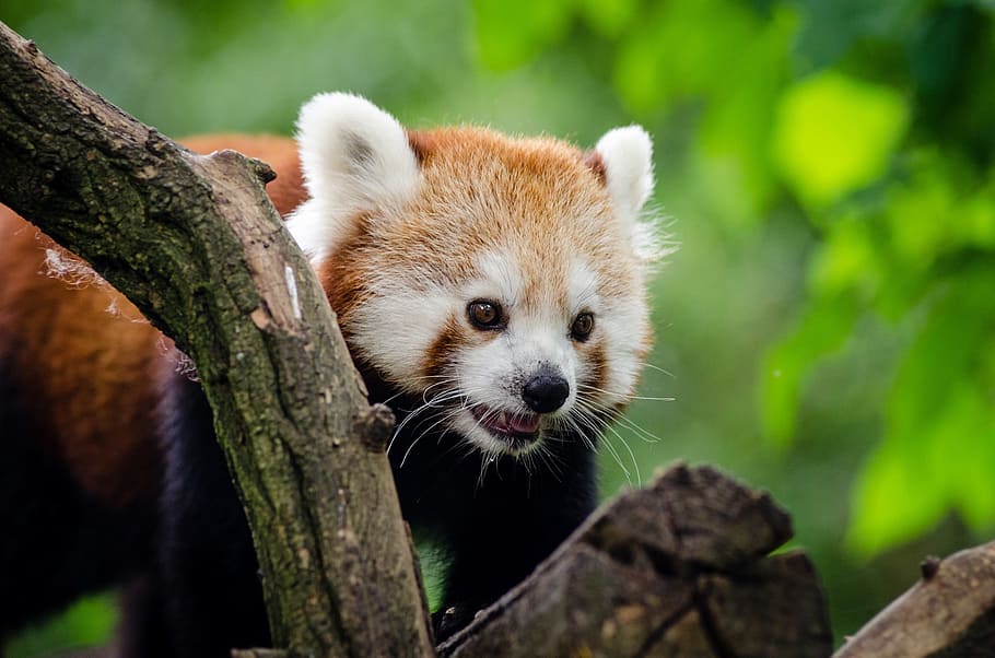 orange raccoon, panda, red, wildlife, zoo, mammal, fur, nature, outdoor, cute