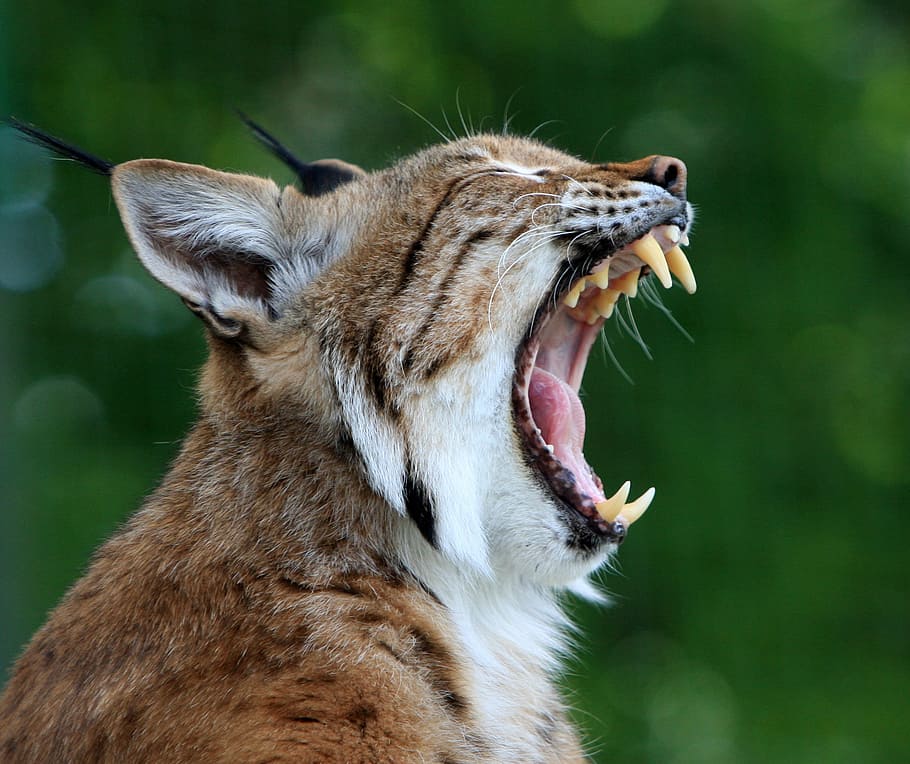 selective, focus photography, cougar, yawning, bobcat, lynx, wildcat, animal, mammal, close-up