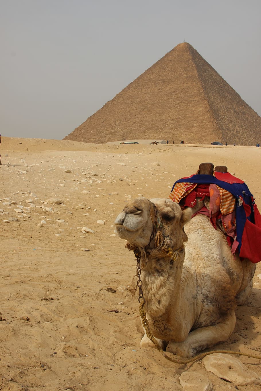 marrom, camelo, deitado, areia, Egito, África, pirâmide, viajando, deserto, saara Deserto