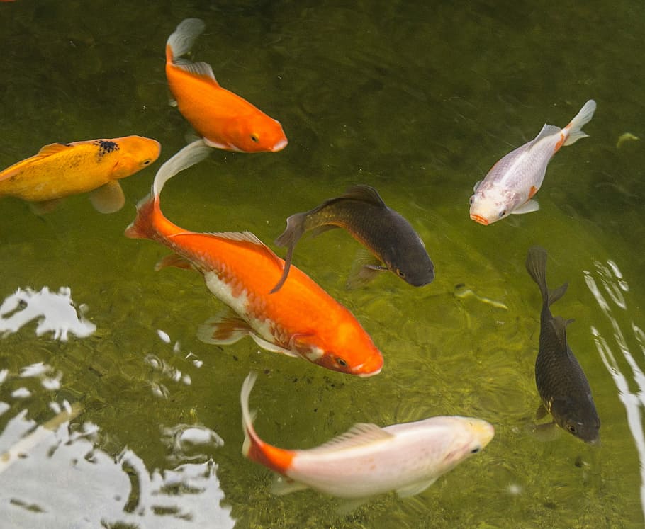 Garden Pond, Goldfish, Fish, Water, red, white, black, swim, veiltail, feed