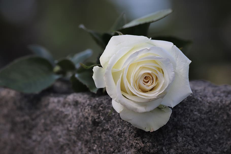 mawar putih tunggal, simbol kemurnian, belasungkawa, memori penuh kasih, suasana hati, nisan abu-abu, alam, luar ruangan, bunga, menanam