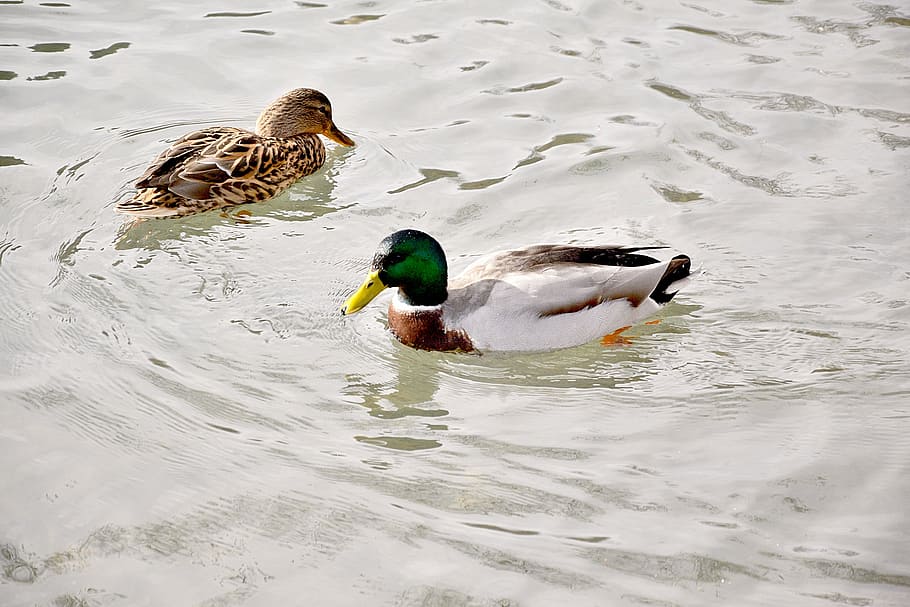 pair of ducks, lovers, pond, spring, swimming, duck, water, animal themes, animals in the wild, bird