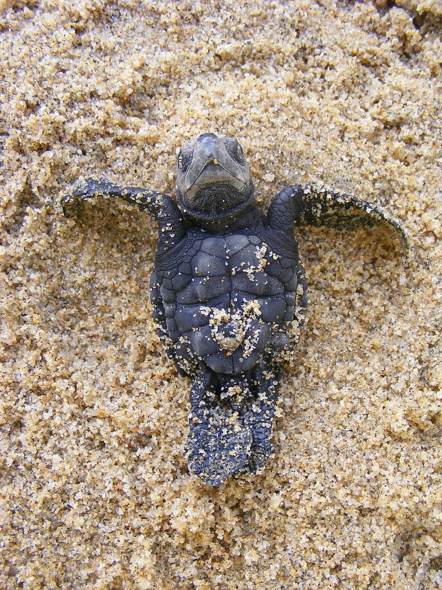 Tortuga Marina Bebe Tortuga Golfina Bebe Recien Nacido En Peligro De Extincion Linda Animales En La Naturaleza Fauna Animal Temas De Animales Animal Pxfuel