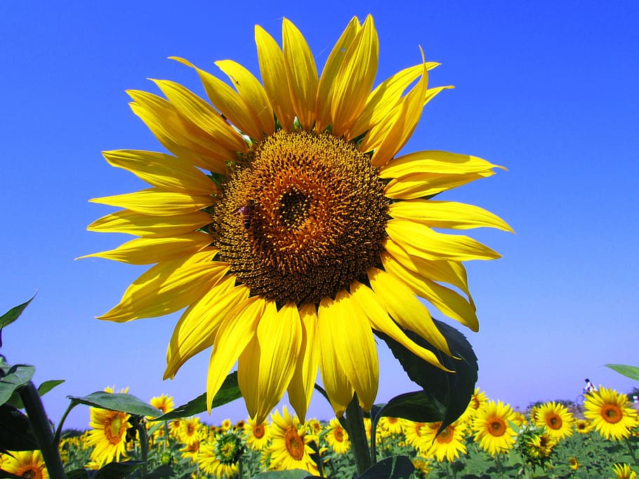 sunflower, sunflowers, blossoms, blooms, blooming, yellow, petals, floral, decorative, ornamental