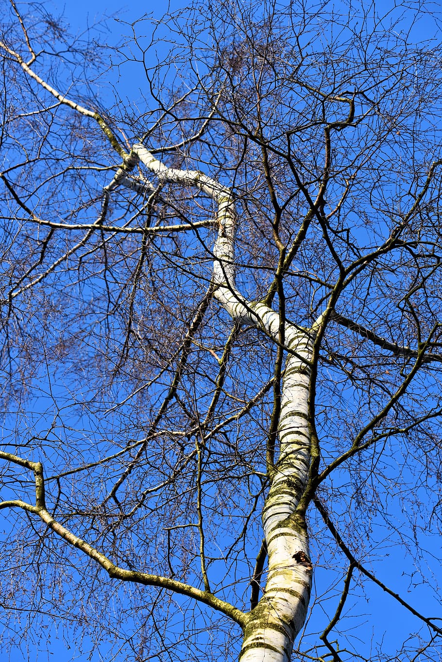 birch, white birch, paper birch, trunk, branch, slender, tall, bark, nature, blue skies