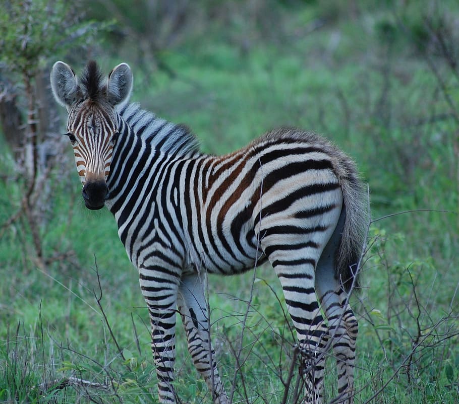 blanco, negro, cebra, bebé, África, Safari, cebra bebé, animal, vida silvestre, salvaje