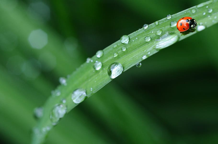 ladybug, green, leaf, water dew, drop of water, rain, spring, dew drop, animal, morning