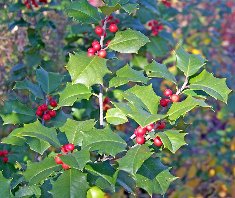 Holly, Berries, Bush, Evergreen, christmas, xmas, fruit, leaf, growth, food and drink
