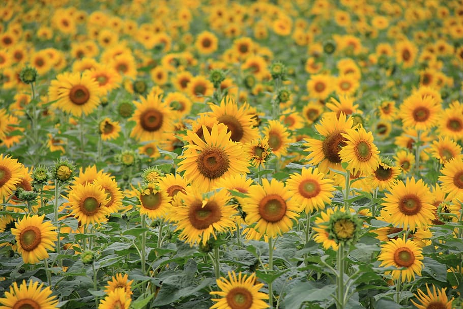 yellow sunflower field, sunflower, let reonpam, outing, flower, flowering plant, yellow, freshness, fragility, plant