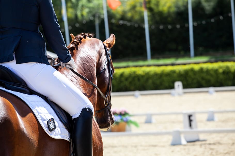 dressage, horses, equine, arena, saddle, competition, riding, sport, contest, ride
