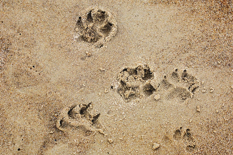 estampados pop, marrón, arena, perro, patas, playa, perrito, patas de perro, impresión, vacaciones