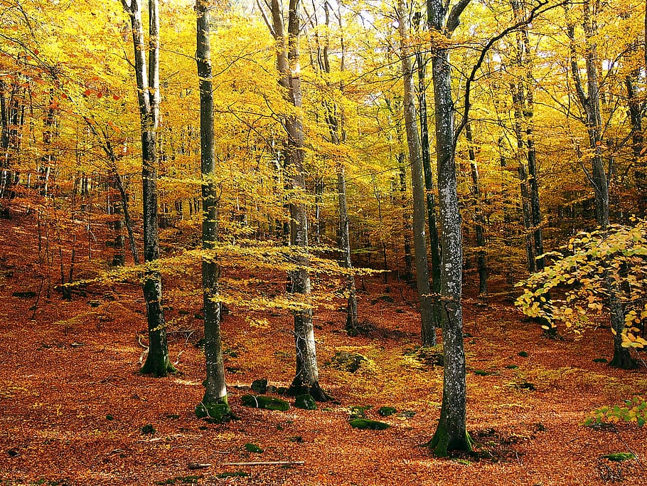 yellow, tree, forest, birch tree, beech forest, autumn, autumn colors, nature, sweden, halland
