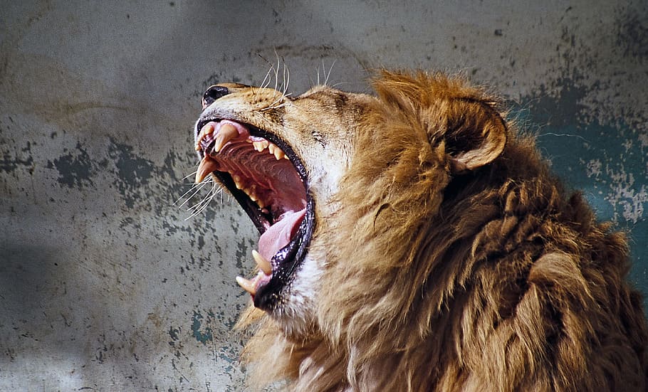 wildlife photography, lion, howling, roar, tooth, predator, fangs, big cat, wild animal, king of the beasts