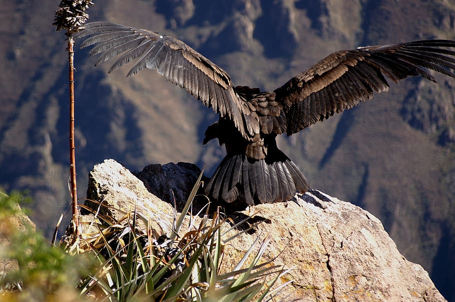 brown, black, vulture, perched, rock, condor, andes, colcacanon, dom, departure