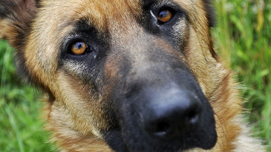 Perro pastor, pastor alemán, perro, alsaciano, animal, abrigo, perrito, mirada, ojos, mascotas
