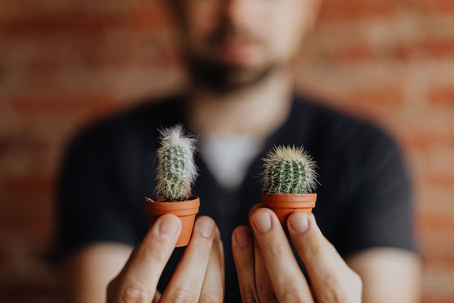 cactus, miniaturas, planta, maceta, miniatura, arcilla, macetas, tenencia, enfoque en primer plano, una persona