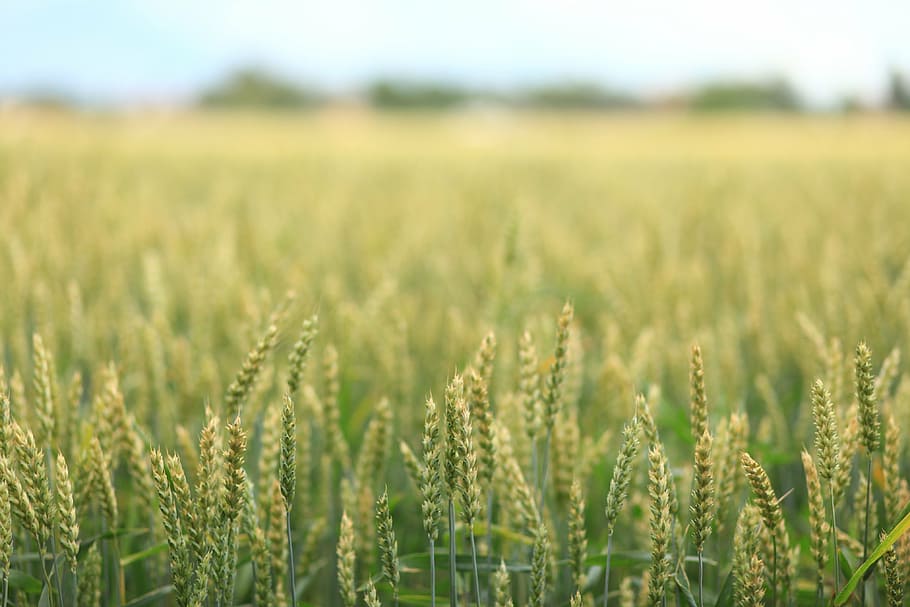 campo de grãos, paisagem, campo, trigo, verde, natureza, espigas, cereais, amarelo, milharal