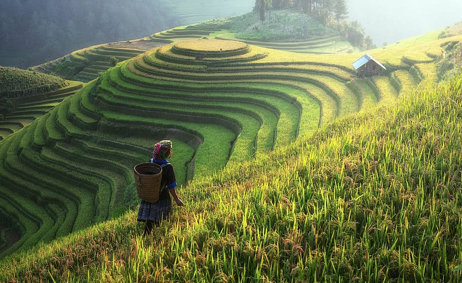 pessoa, em pé, verde, campo de grama, agricultura, Ásia, gato, nuvem, colorido, o país