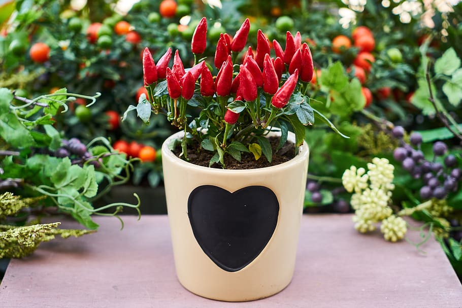red, chili peppers, plant pot, flower, flowerpot, nature, live, oxygen, chlorophyll, natural