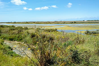 france-ile-de-re-salt-grass-meadows-salt-islands-royalty-free-thumbnail.jpg