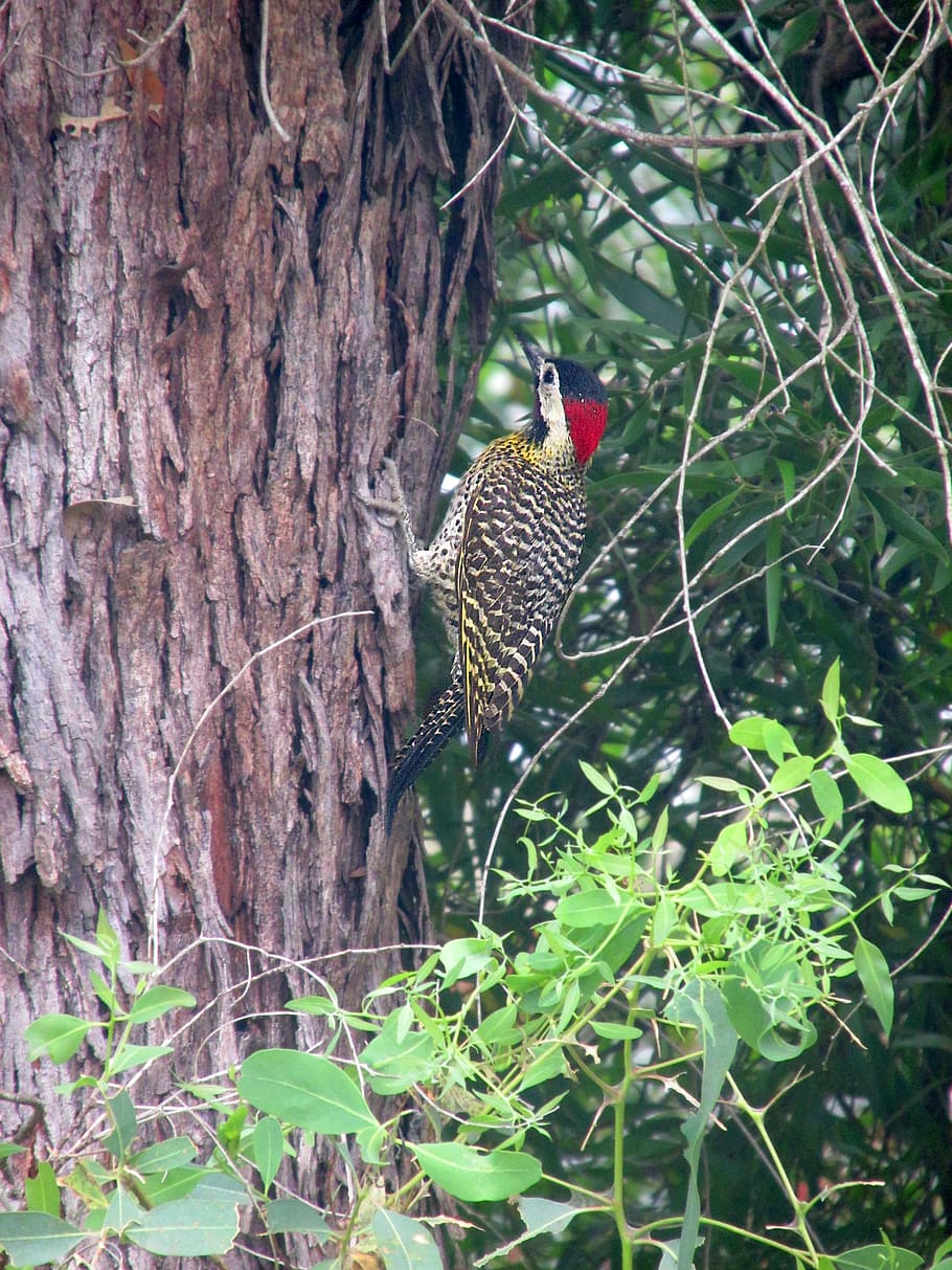 woodpecker, crazy bird, ave, nature, fauna, bird, peak, i loquillo, animal, wildlife