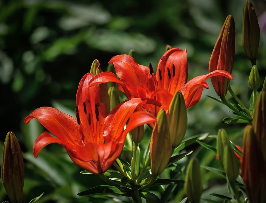 bunga lili, merah, bunga, alam, botani, kecantikan, cantik, warna 