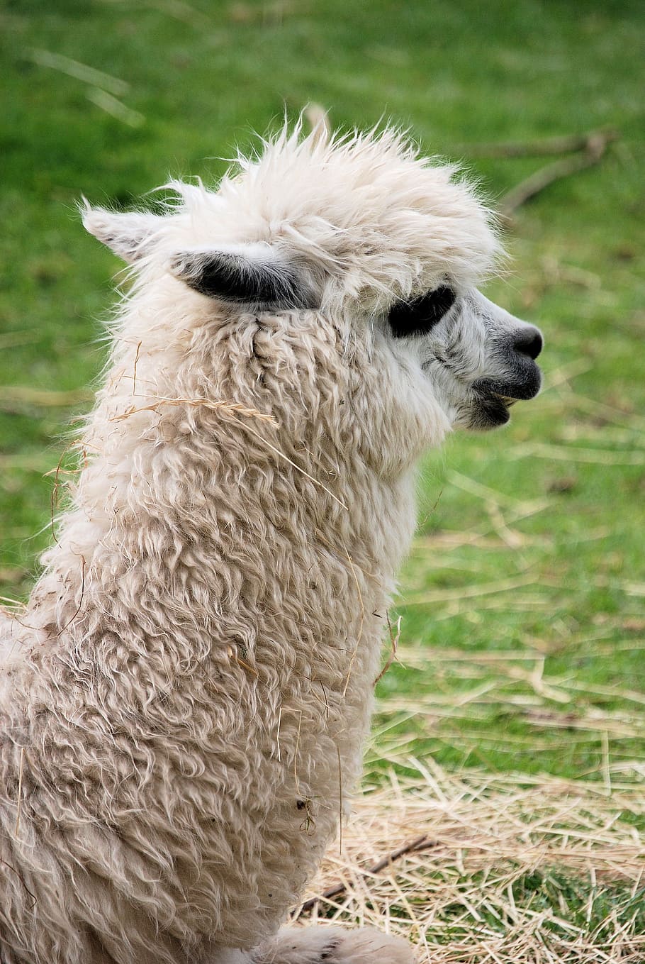 llama, mammal, fluffy, llama glama, camelid, wool, animal themes, animal, one animal, domestic animals