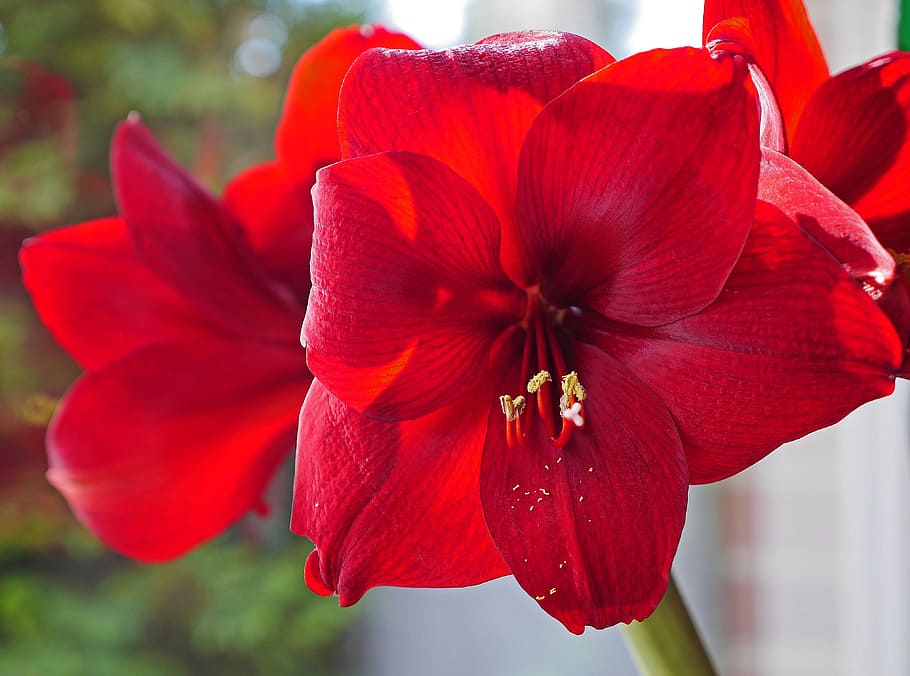 amaryllis, flowers, christmas, christmas flower, flower, red, drawing, gorgeous, petals, stamens