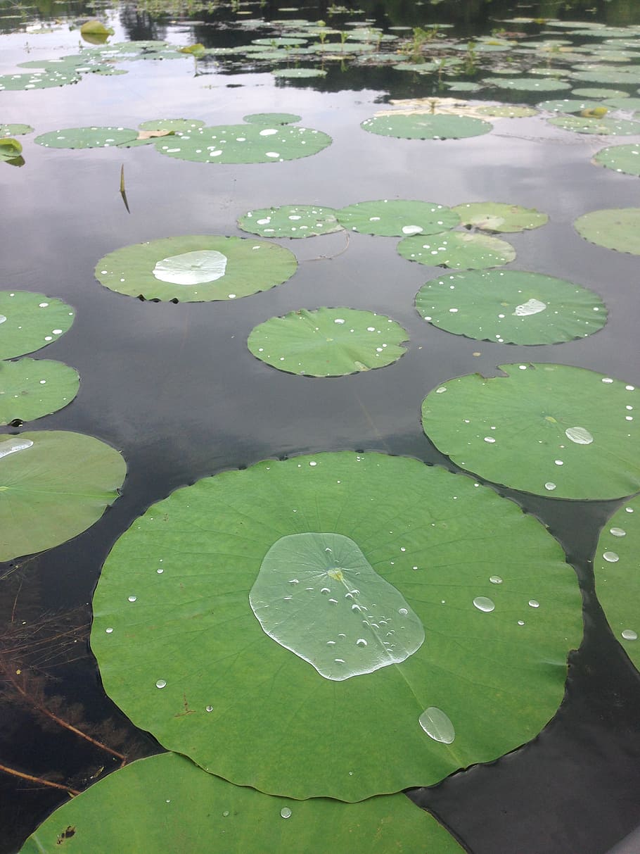 nenúfar, lago, verde, naturaleza, acuático, agua, flotando, flotando en el  agua, lirio de agua, hoja | Pxfuel