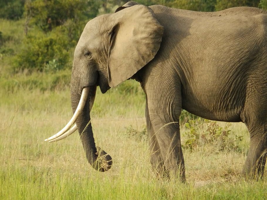 gray, elephant, surrounded, grass, daytime, africa, wildlife, safari, mammal, wild