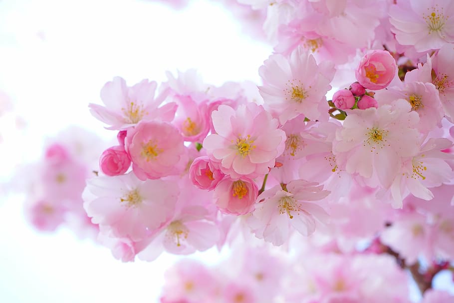 flor de cerezo, cerezos japoneses, flores, primavera, cereza floreciente japonesa, cereza ornamental, cereza japonesa, tiempo de floración, árbol, rosa